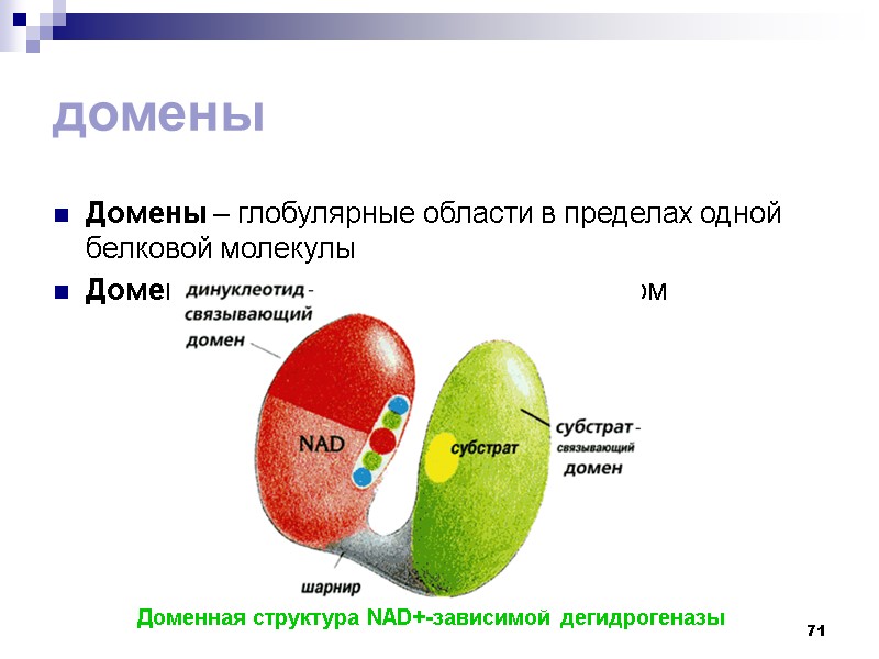 71 домены Домены – глобулярные области в пределах одной белковой молекулы Домены соединены шарнирным